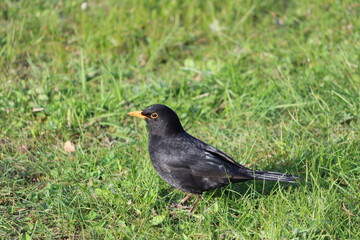 Sweden. The common blackbird is a species of true thrush. It is also called the Eurasian blackbird or simply the blackbird where this does not lead to confusion with a similar-looking local species.