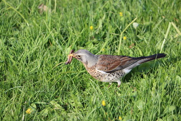 Sweden. The fieldfare (Turdus pilaris) is a member of the thrush family Turdidae. It breeds in woodland and scrub in northern Europe and across the Palearctic. 