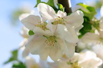 A white flower with yellow centers is blooming on a tree branch