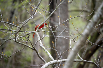 Cardinal with plant in its beak
