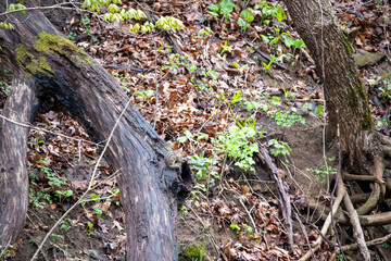 Chipmunk eating a nut