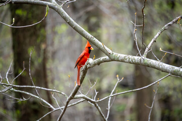 Cardinal with plant in its beak