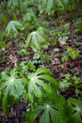 Mayapple (Podophyllum peltatum) Close Up
