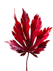 red maple leaf isolated