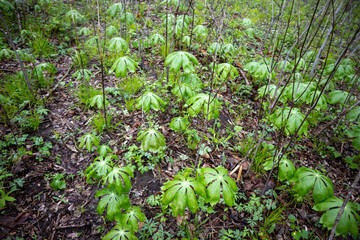 Mayapple (Podophyllum peltatum) Close Up