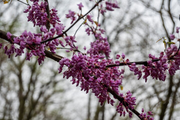 Redbud Heart Trees
