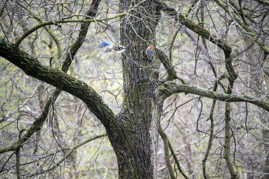 Red Bellied Woodpecker and Flying Bluejays