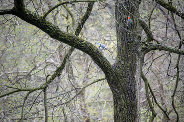 Red-Bellied Woodpecker, American Robin and Blue Jay perched