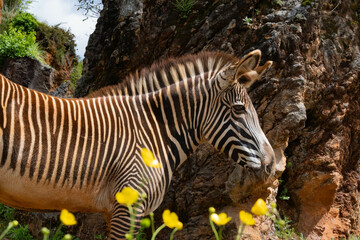 Cebra Grevy de Cabarceno