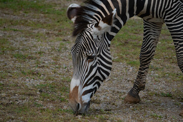 Cebra Comun en Cabarceno