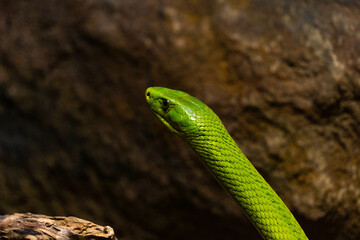 Mamba Verde Oriental