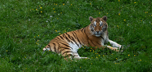 Tigre 1