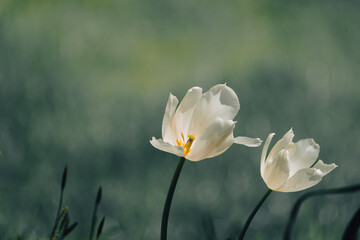Two white tulips lean to the right in the wind with the green blurred background