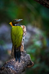 Greater yellownape - Woodpecker

Brightly-colored medium-sized woodpecker with a moss-green back, a bright yellow nape, and a powerful pale bill. 