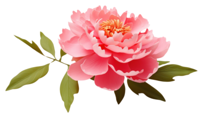 PNG  Peony blossom flower petal.
