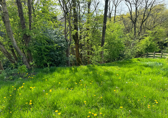 Sunlight filters through the foliage, casting shadows across a vibrant green meadow dotted with yellow wildflowers, on an early spring day near, Smithy Lane, Wilsden, Yorkshire, UK