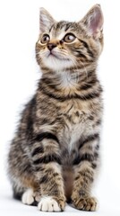 Young tabby kitten looking up. Studio pet portrait isolated on a white background. Design for greeting card, postcard, invitation