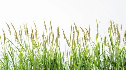 Obraz premium Calming green grass blades reaching upwards against a white sky.