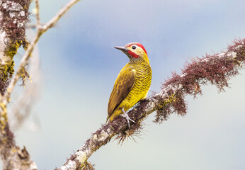 Golden Olive Woodpecker perched on a mossy branch