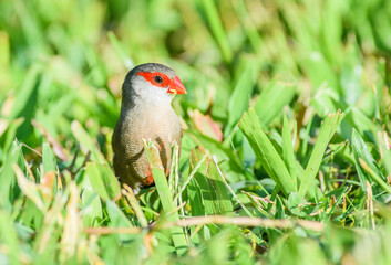 Bird with red beak in grassland sitting on terrestrial plant