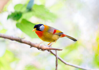 A colorful finch perches on a tree branch, singing a sweet song