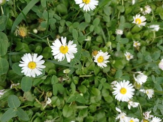Fototapeta premium daisies in a field