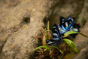 Blue butterflies in the forest