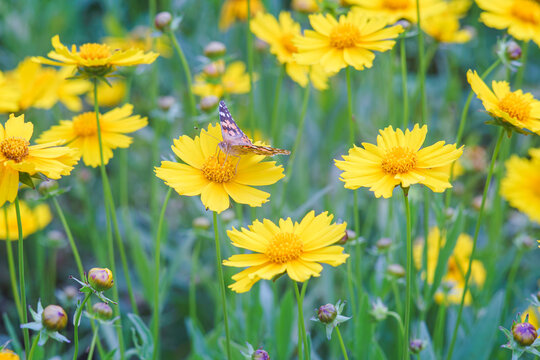 Field of yellow flower Coreopsis lanceolata, Lanceleaf Tickseed or Maiden's eye blooming in summer. Nature, plant, floral background. Garden, lawn of lance leaved Coreopsis with butterfly, close up
