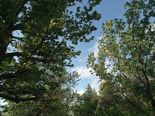 trees and sky