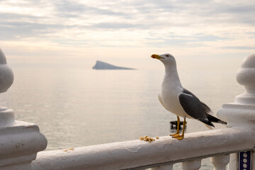 Seagull on the Playa de Levante, Benidorm, Spain.