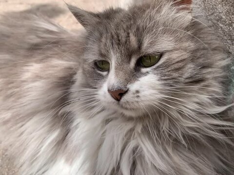 portrait of a cat