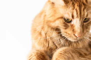 Beautiful red big cat Maine Coon at home.