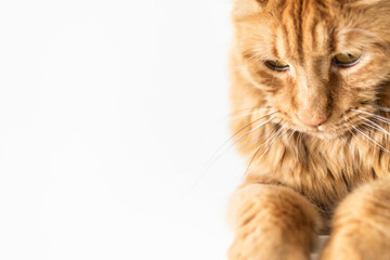 Beautiful red big cat Maine Coon at home.