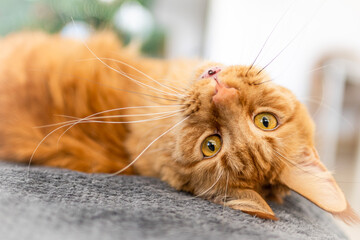 Beautiful red big cat Maine Coon at home.