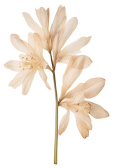 PNG  Dried tuberose flower petal plant lily