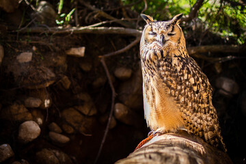 Portrait of Eurasian Eagle-Owl, Bubo bubo, a species of eagle owl.