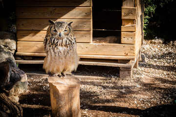 Portrait of Eurasian Eagle-Owl, Bubo bubo, a species of eagle owl.