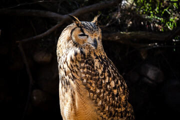 Portrait of Eurasian Eagle-Owl, Bubo bubo, a species of eagle owl.