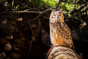 Portrait of Eurasian Eagle-Owl, Bubo bubo, a species of eagle owl.