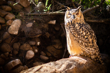 Portrait of Eurasian Eagle-Owl, Bubo bubo, a species of eagle owl.