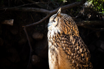 Portrait of Eurasian Eagle-Owl, Bubo bubo, a species of eagle owl.