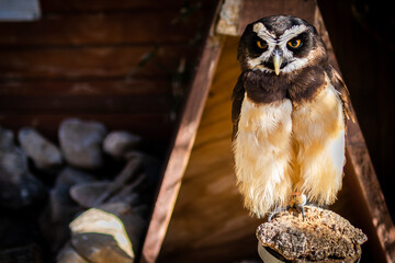 The spectacled owl (Pulsatrix perspicillata). Bird of Prey. - Powered by Adobe