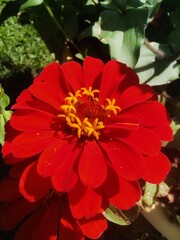 red dahlia flower