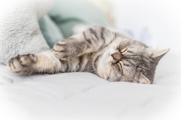 Scottish fold tabby cat lying on the couch at home.