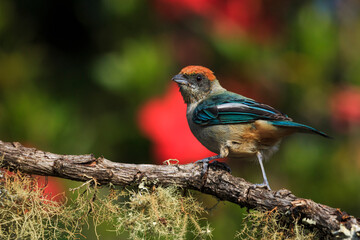 bird watching in the department of nariño colombia during the global big day