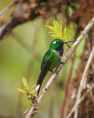 bird watching in the department of nariño colombia during the global big day