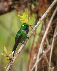 bird watching in the department of nariño colombia during the global big day