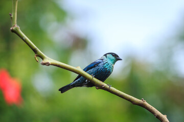 bird watching in the department of nari&ntilde;o colombia during the global big day