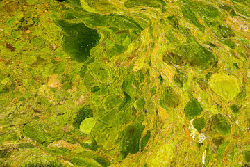 Pond covered with aggressive green algae close-up view, dirty water concept