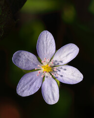 Amazing round-lobed hepatica flower macro shoot.
